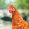 Galvanized Poultry Netting Hexagonal Chicken Wire Mesh